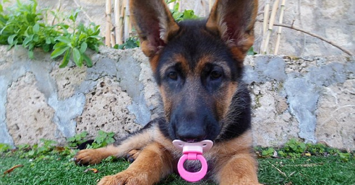 Cane crede di essere un bambino