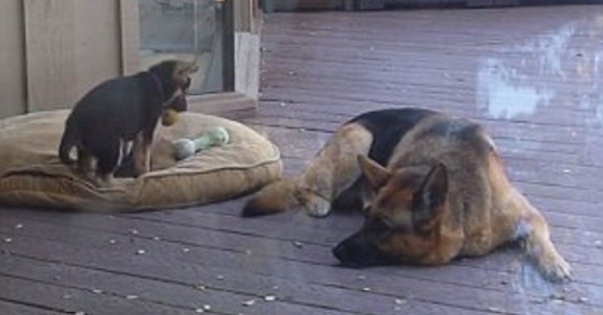 Cane e cucciolo sono protagonisti di una scena bellissima