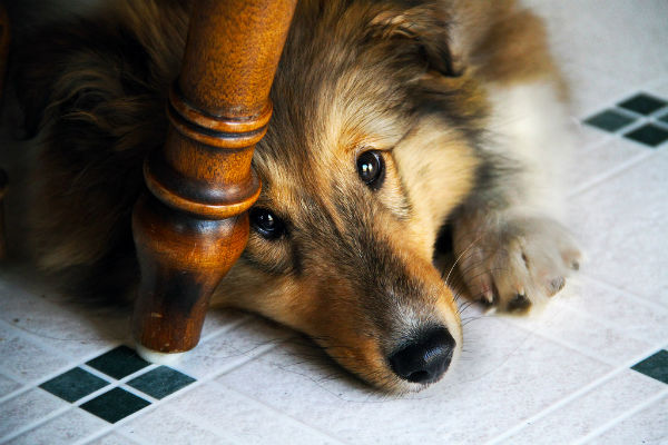 cane sotto il tavolo