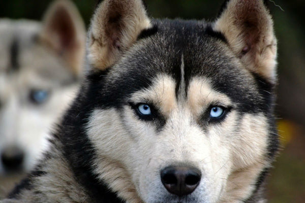 cane con gli occhi blu