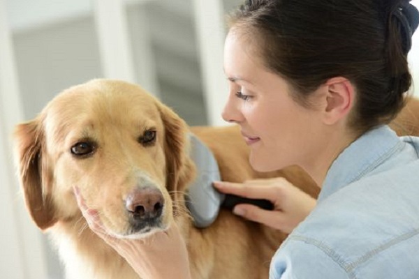 spazzola per cani