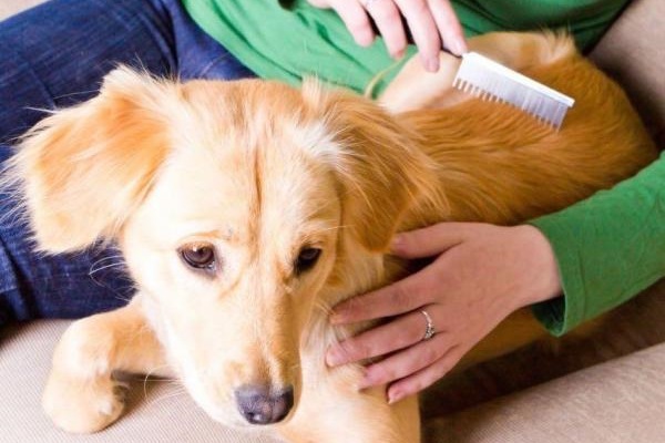 muta del pelo del cane