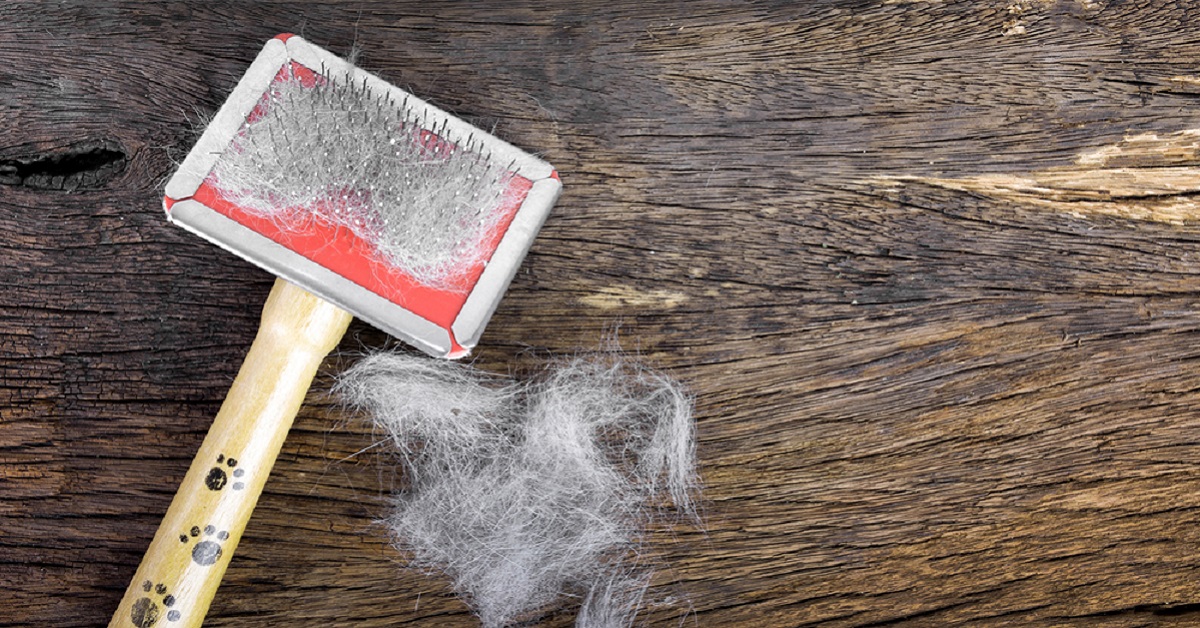 Cane e muta del pelo: cosa sapere