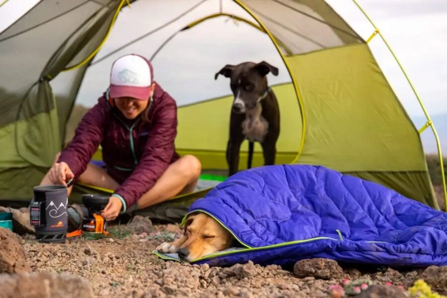 ragazzo in campeggio con i suoi cani