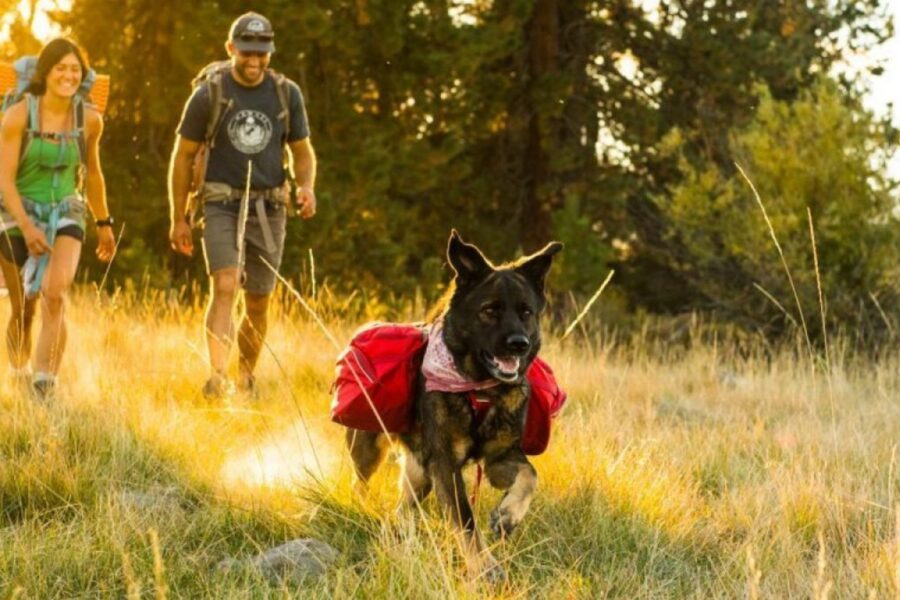 cane che fa una passeggiata nella natura