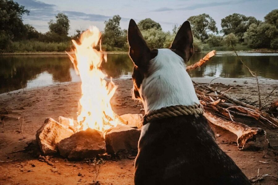 cane che guarda il falò