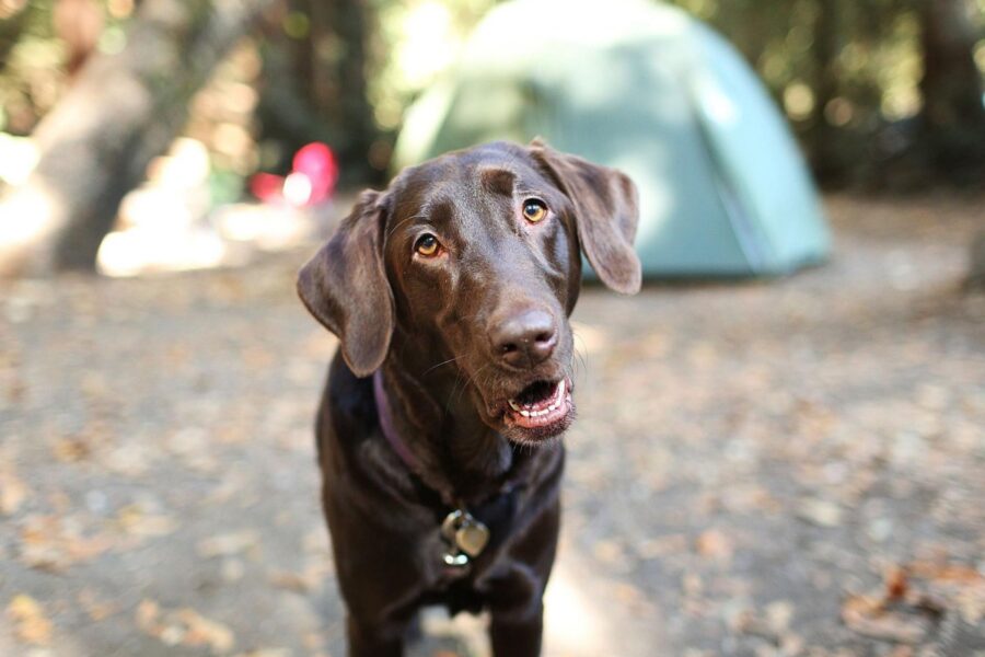cane marrone in campeggio