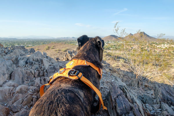 cane che guarda la montagna