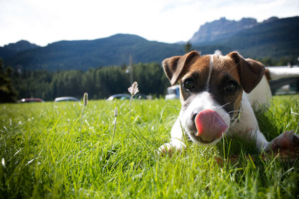 cane piccolo con la lingua