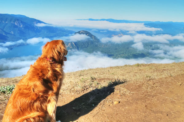 cane che guarda le montagne