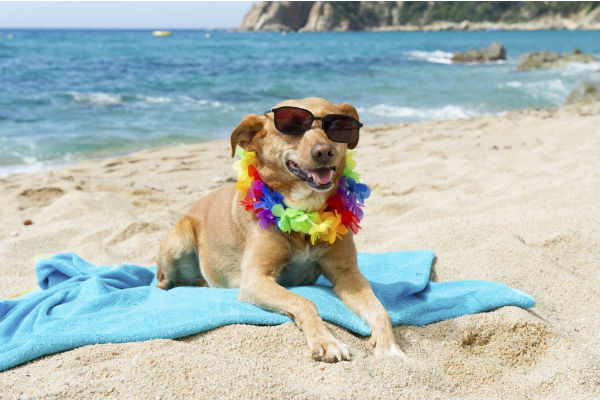 cane in spiaggia