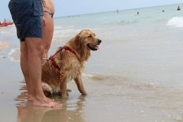 cane in spiaggia con il padrone