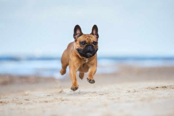 cane che salta in spiaggia