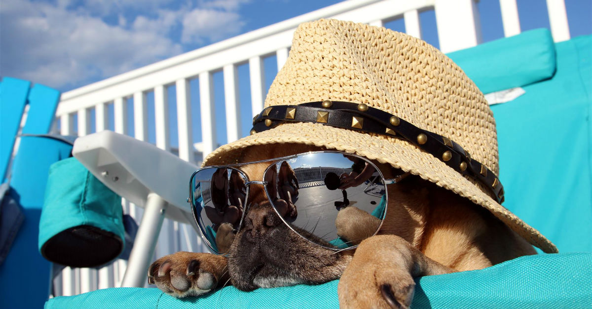 Cane in spiaggia: regole da rispettare