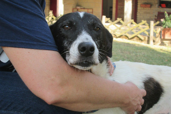 cane bianco e nero