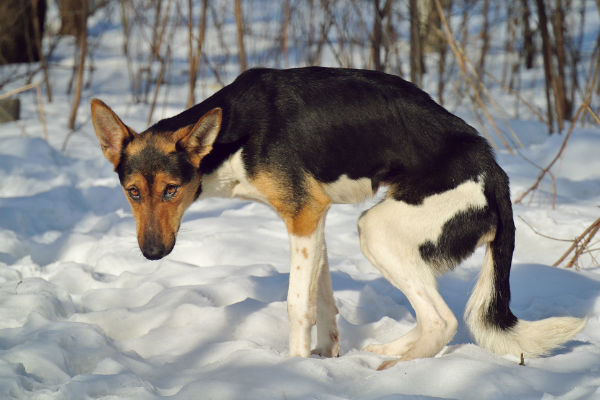 cane affamato