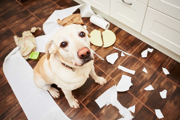cane ha distrutto tutto in casa