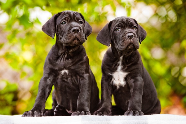 il cane è pronto per farsi castrare