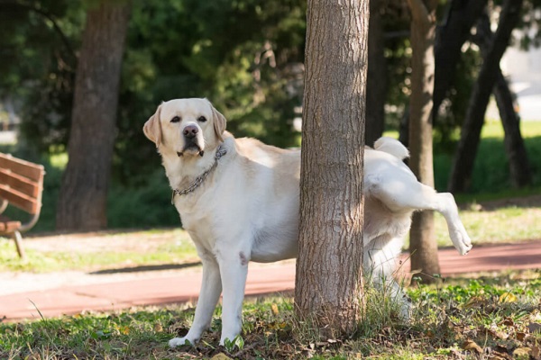 cane maschio che fa pipì