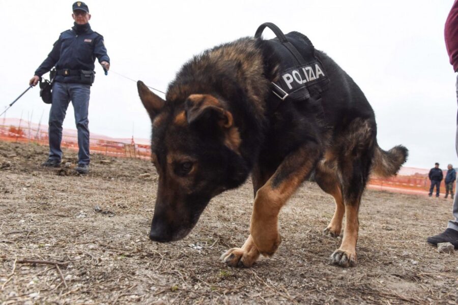 cane poliziotto