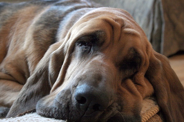 cane Chien de St. Hubert