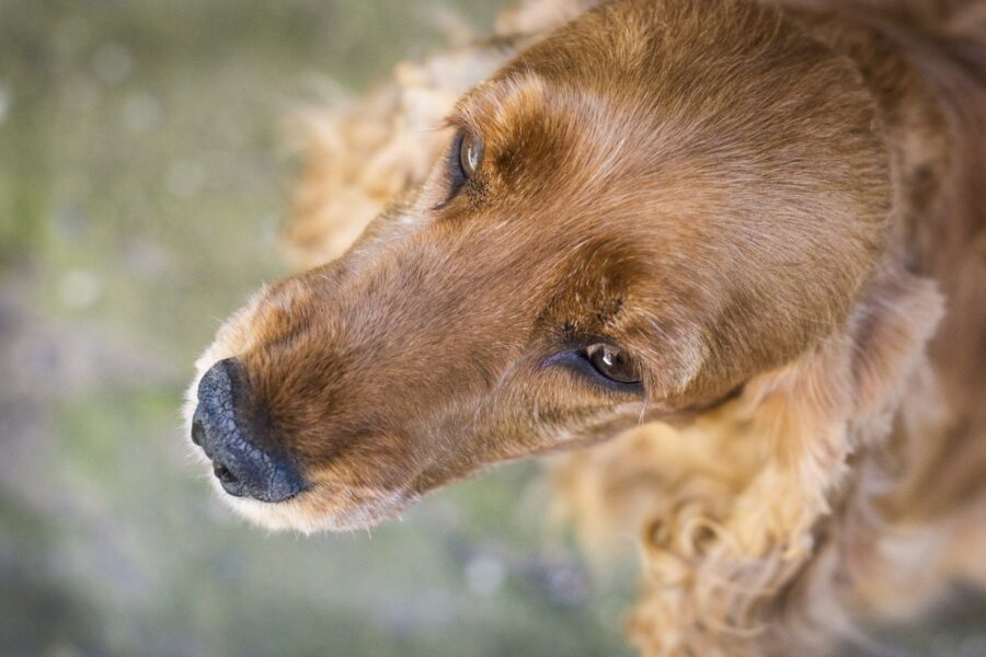 spaniel naso