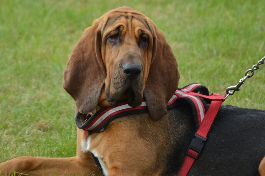 cane di razza bloodhound