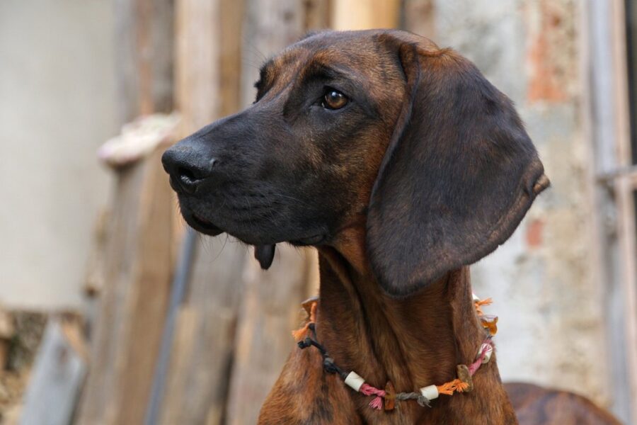 cane da caccia di tipo segugio