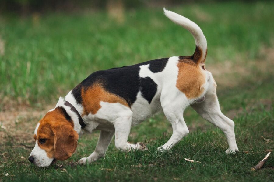 beagle che annusa il terreno