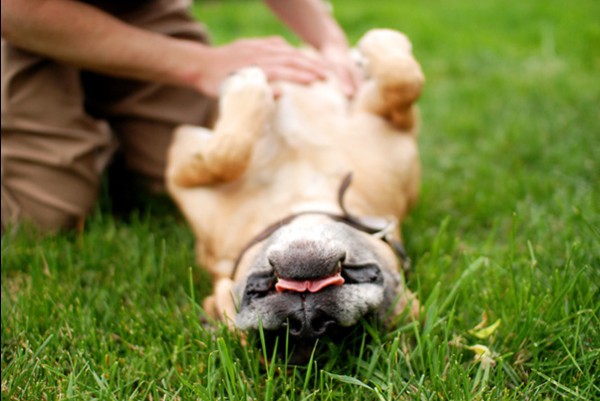 il cane rotola sull'erba