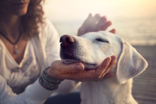 il cane è rilassato