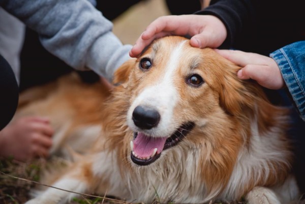 il cane è coccolato