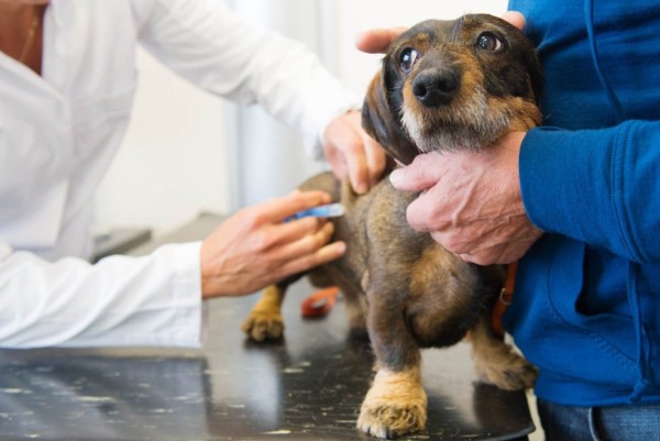 cane dal veterinario