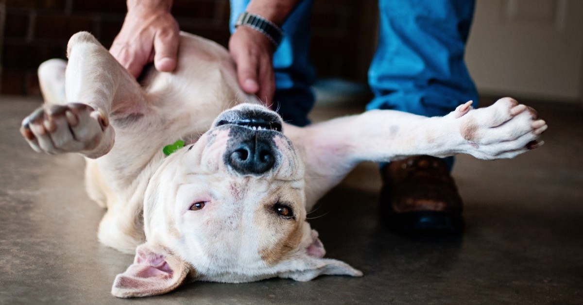 Perché il cane muove la zampa posteriore durante i grattini?