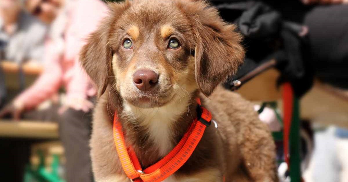 cucciolo di cane con occhi azzurri