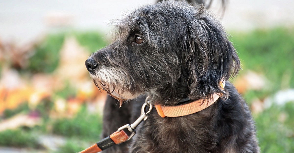 cane anziano al guinzaglio