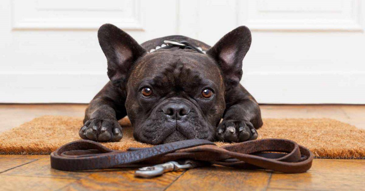 Il cane non vuole camminare, perché? C’è da preoccuparsi oppure no?