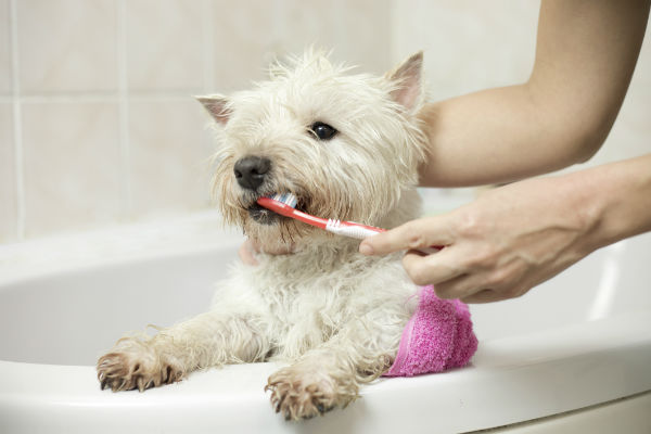 una cane nella vasca