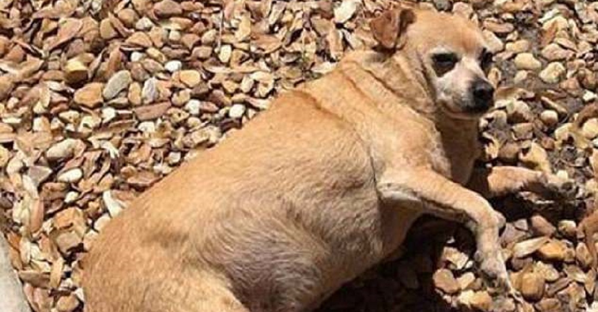 Cane perde più della metà del suo peso grazie ad una speciale dieta