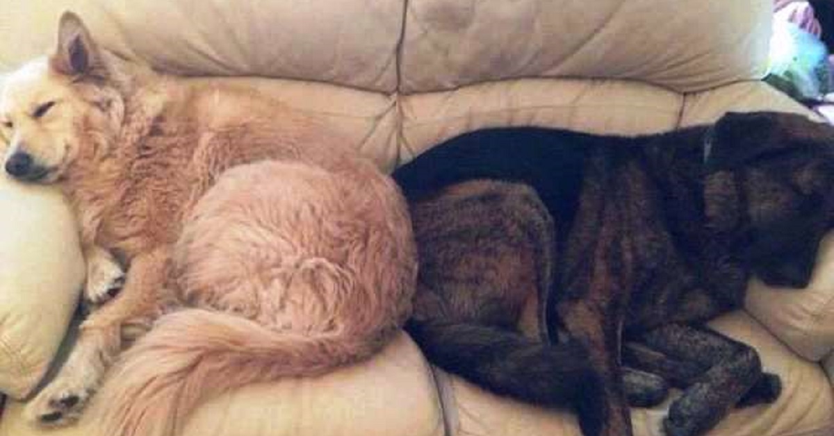 Cane ricorda il fratello abbracciando il suo cuscino