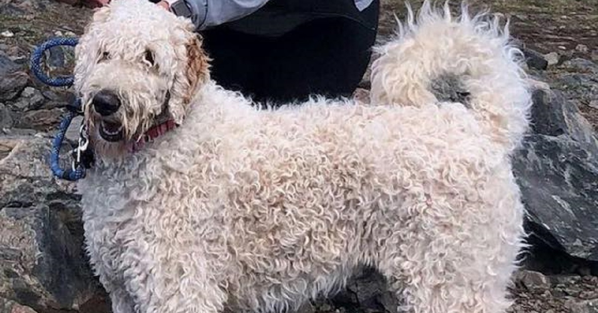 Cane ritrovato dalla proprietaria dopo 19 giorni dall’incidente