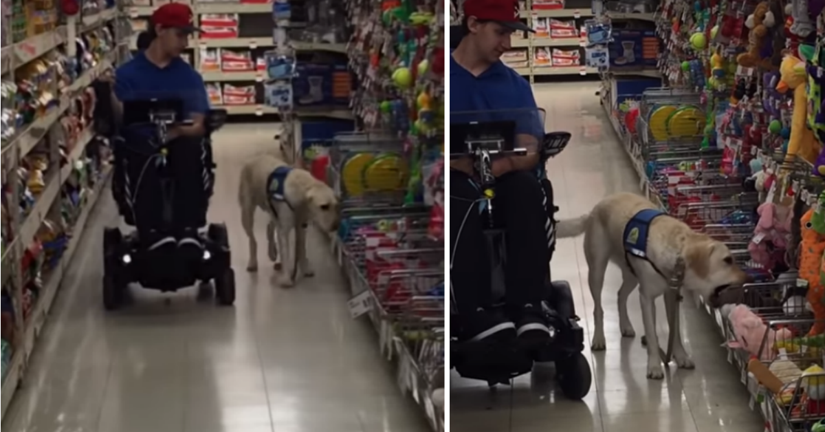 Cane sceglie da solo il suo regalo nel negozio di giocattoli