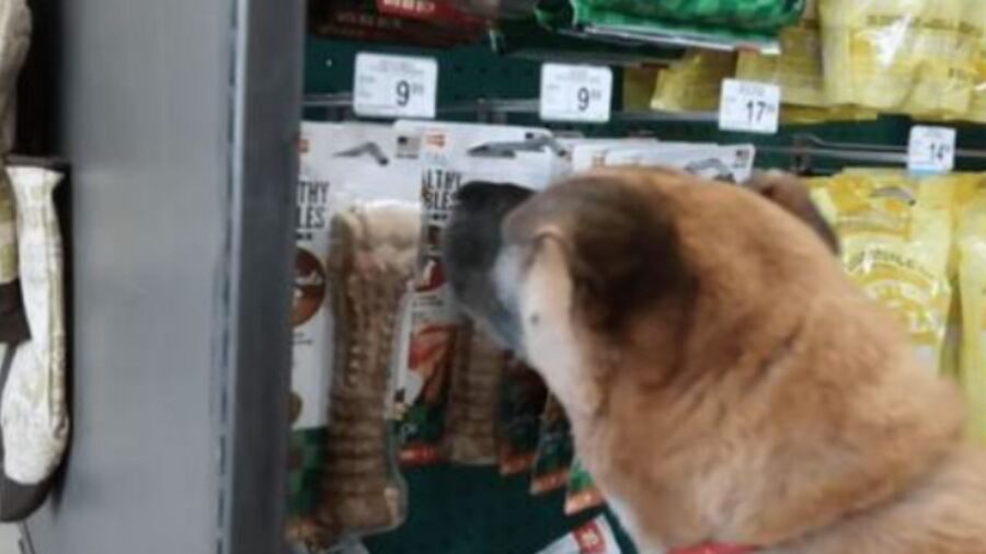 Il cane randagio sceglie ciò che gli piace in negozio