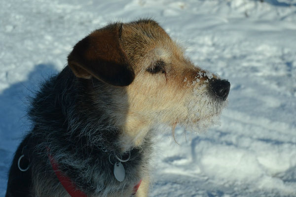 cane che sente freddo