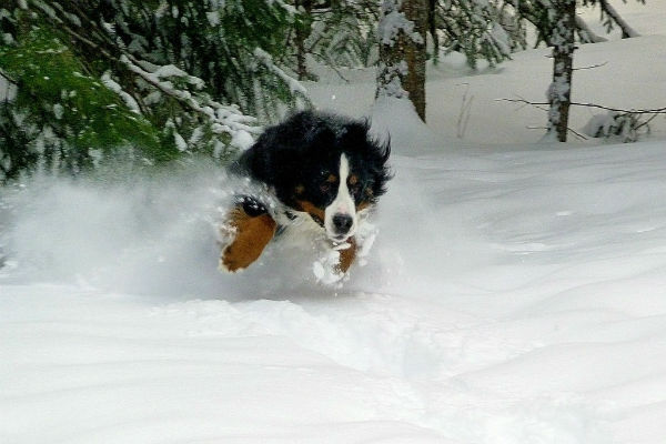 cane sulla neve