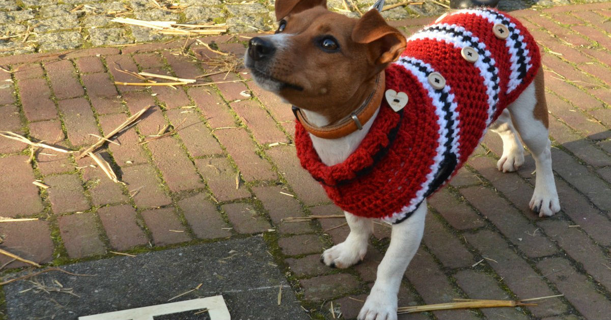 Il cane sente freddo?