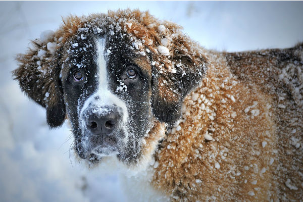 cane sulla neve