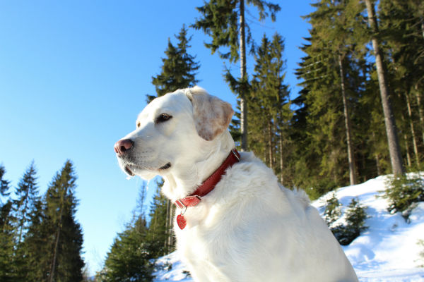 cane sulla neve