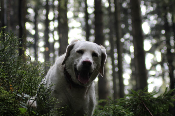 cane nel bosco