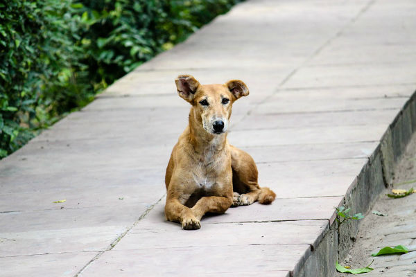 cane per strada